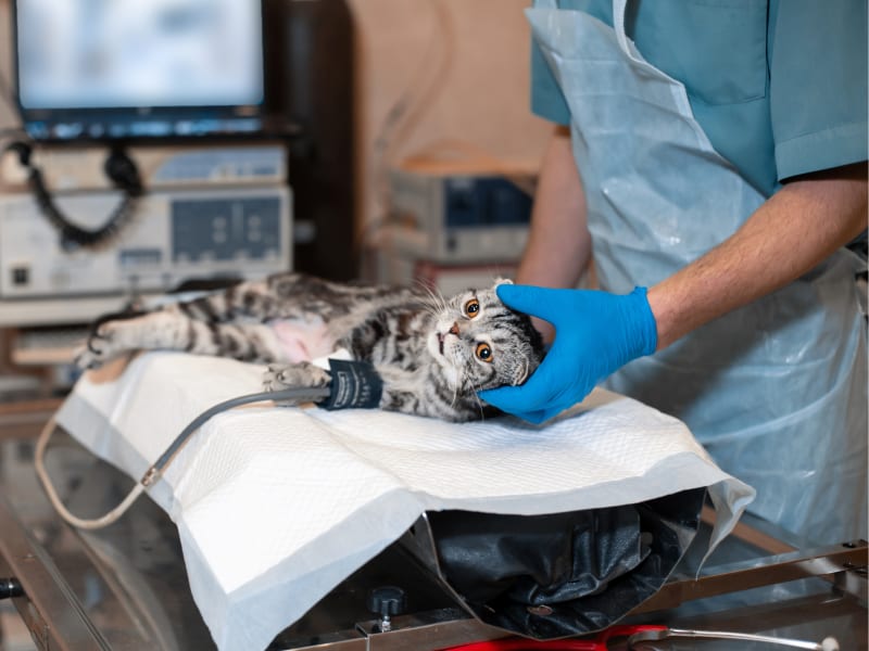 Anesthesia in Cats, Ventura Vets