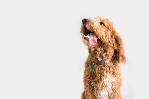 Different Types of Seizures in Dogs | | Ventura Animal Hospital