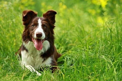 Bone cancer in dogs, Ventura veterinary oncologist