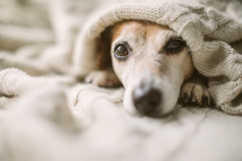 Invertebral Disc Disease in Dogs | Ventura Animal Hospital