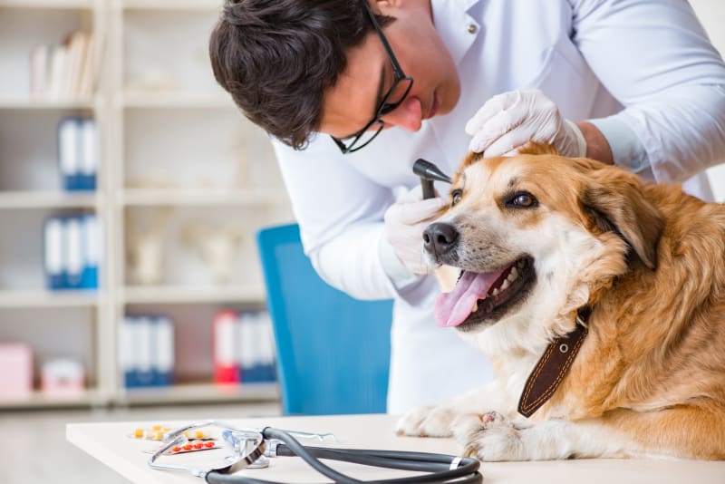 Dog being examined by vet for valley fever