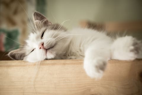 The Types and Symptoms of Anemia in Cats | Ventura Animal Hospital