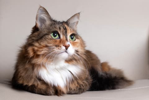 Anemia in Cats: Types, Symptoms and Treatments | Ventura Animal Hospital