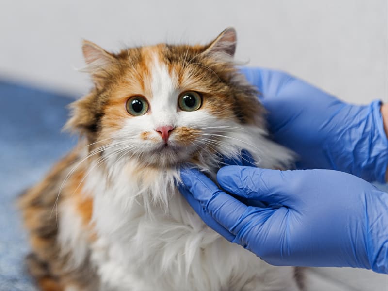 Cat at Veterinary MRI Scans in Ventura