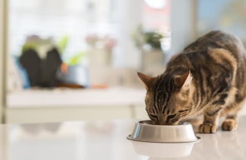 10 Reasons Why Your Cat Is Not Eating | Ventura Animal Hospital