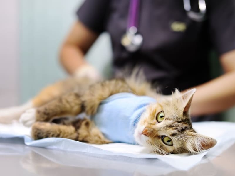Cat Recovering from Surgery at Veterinary Medical and Surgical Group (VMSG)