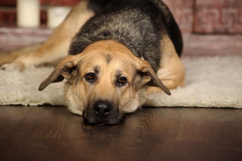 Causes & Symptoms of Seizures in Dogs, Ventura Vets