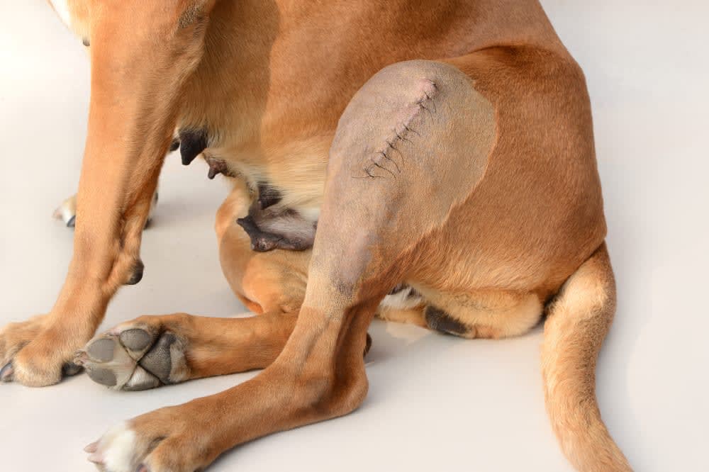CCL Surgery in Dogs, Ventura Vets