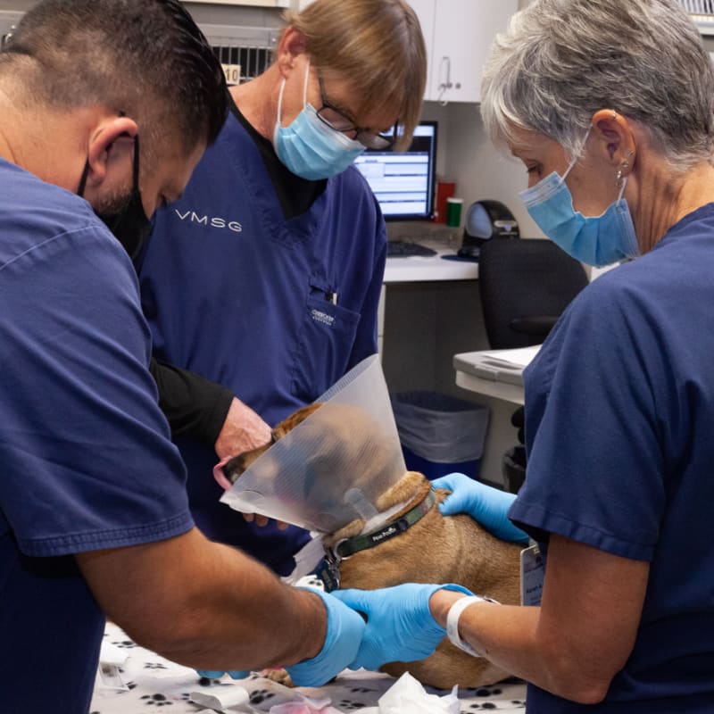 Critical Care Services | Veterinary Medical and Surgical Group (VMSG) | Vet in Ventura | Serving the Ventura