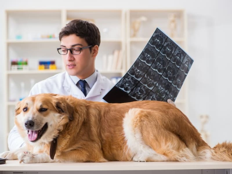 Dog Breeds & Cancer, Veterinary Medical and Surgical Group (VMSG), Ventura