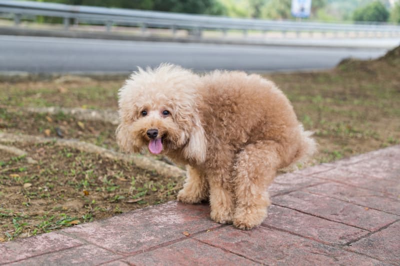 can lack of exercise cause constipation in dogs