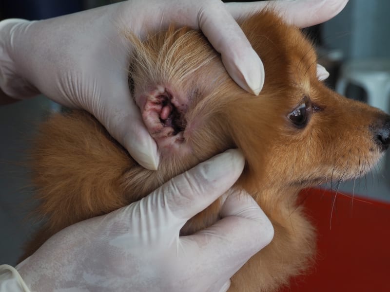 Dog Ear Bleeding, Ventura Vets
