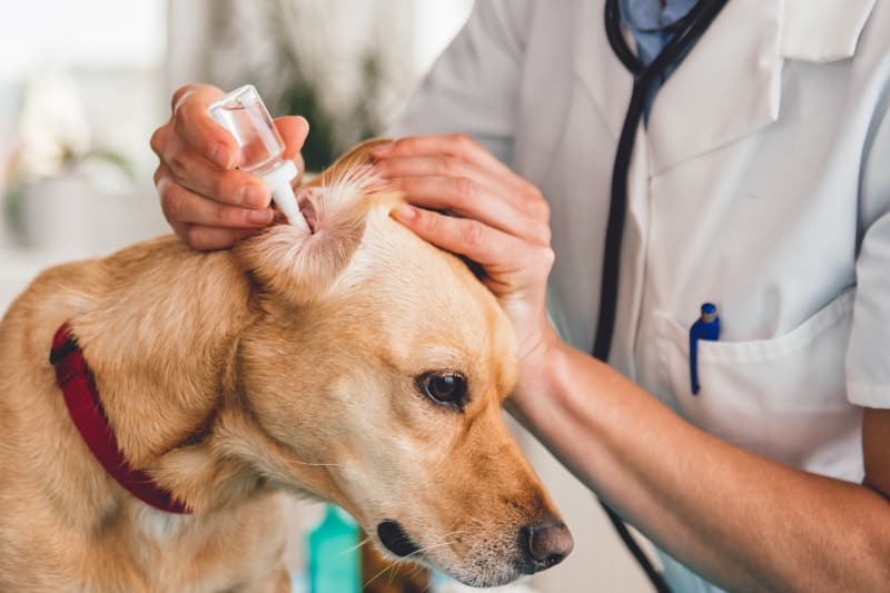 Vet inserting ear drops into the ear of a small brown dog