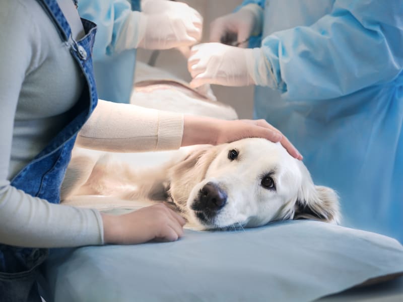 Pancreatic Cancer in Dogs, Veterinary Medical and Surgical Group (VMSG), Ventura