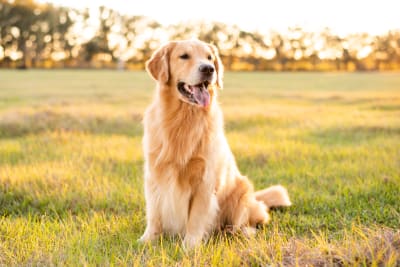 Ehrlichiosis in Dogs | Ventura Animal Hospital