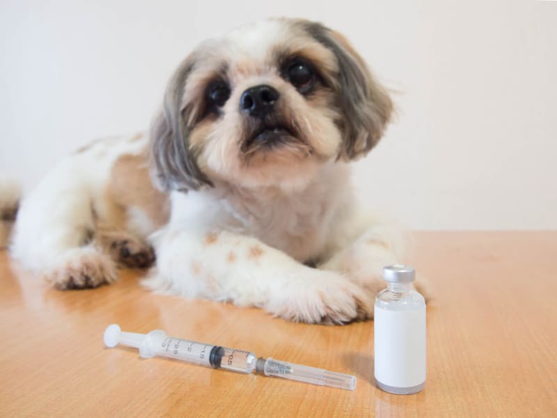 Dog being treated for Hepatitis, Ventura Vet