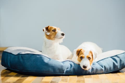 Inflammatory Bowel Disease in Dogs - Symptoms, Treatment & Diet | Ventura Animal Hospital