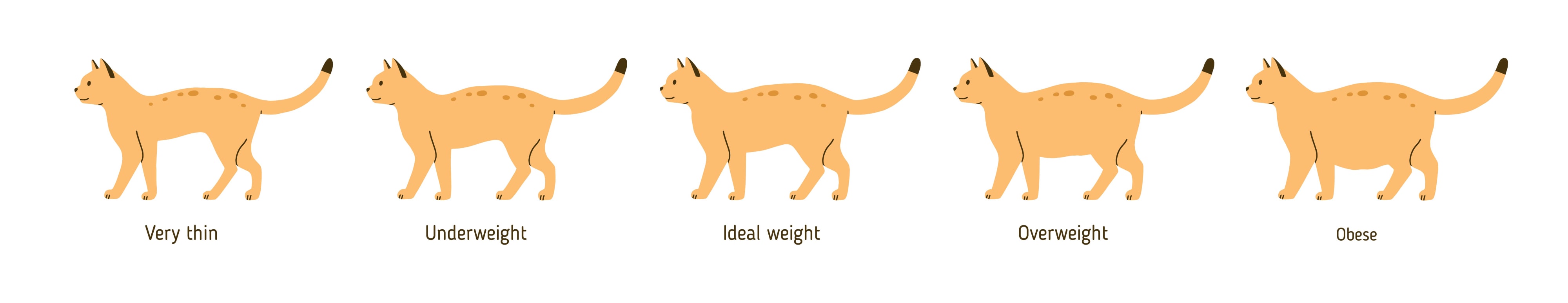 Overweight Cat Chart, Ventura Vets