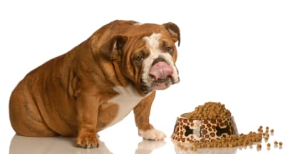Is Your Dog Overweight? | Ventura Animal Hospital