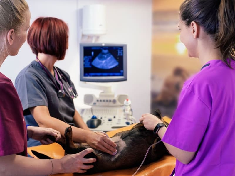 Ultrasounds for Pets at Veterinary Medical and Surgical Group (VMSG)