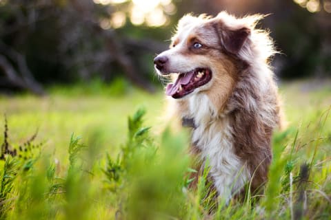 Seizures in dogs, Ventura veterinary oncologist