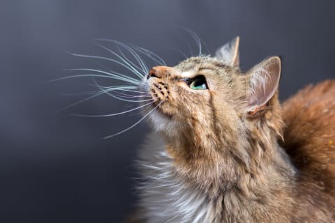 Signs of stroke in cats, Ventura veterinary neurologist