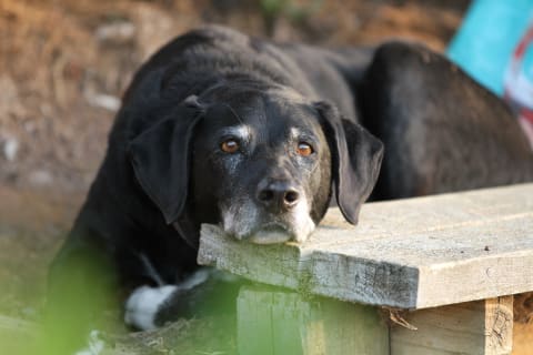 Bone Cancer in Dogs, Ventura Vets