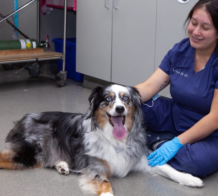 Board Certified Veterinary Oncologist in Ventura | Veterinary Medical and Surgical Group (VMSG) 