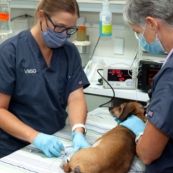Surgical Service | Veterinary Medical and Surgical Group (VMSG) | Vet in Ventura | Serving the Ventura